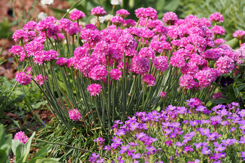 最も人気のある ネメシア 花がら摘み 4513 ネメシア 花がら摘み Jpsepulohaku
