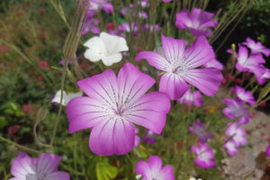 アグロステンマ（ムギセンノウ）の花