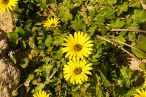 アークトセカの花