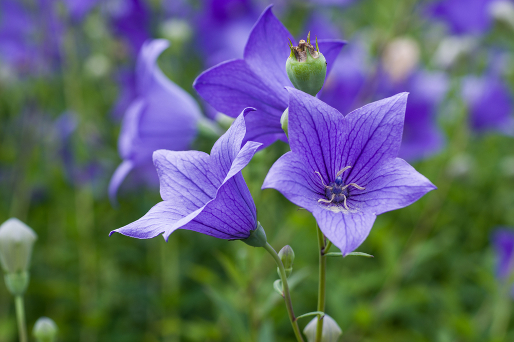 キキョウの育て方 花の育て方サイト そらるん