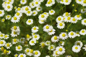 アゲラタムの育て方 花の育て方サイト そらるん