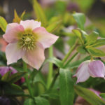 アゲラタムの育て方 花の育て方サイト そらるん