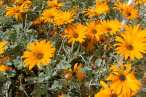 ヤグルマギクの育て方 花の育て方サイト そらるん