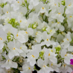 アゲラタムの育て方 花の育て方サイト そらるん