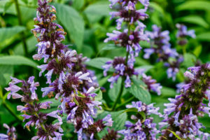 アゲラタムの育て方 花の育て方サイト そらるん